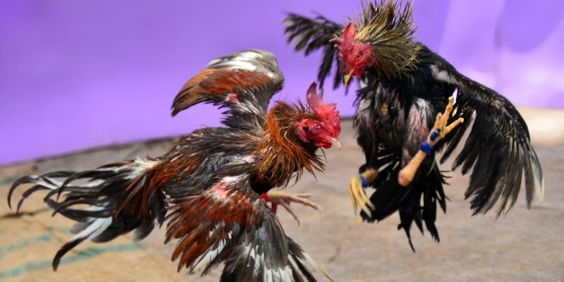 s666 vegas nổ hũ tiếng anh là gì